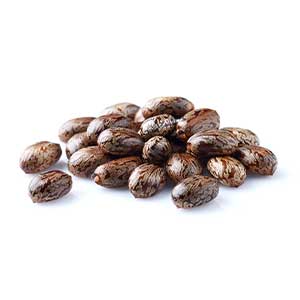 Ingredient Castor Oil Seeds
