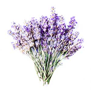 Tasmanian Lavender Extract Ingredient